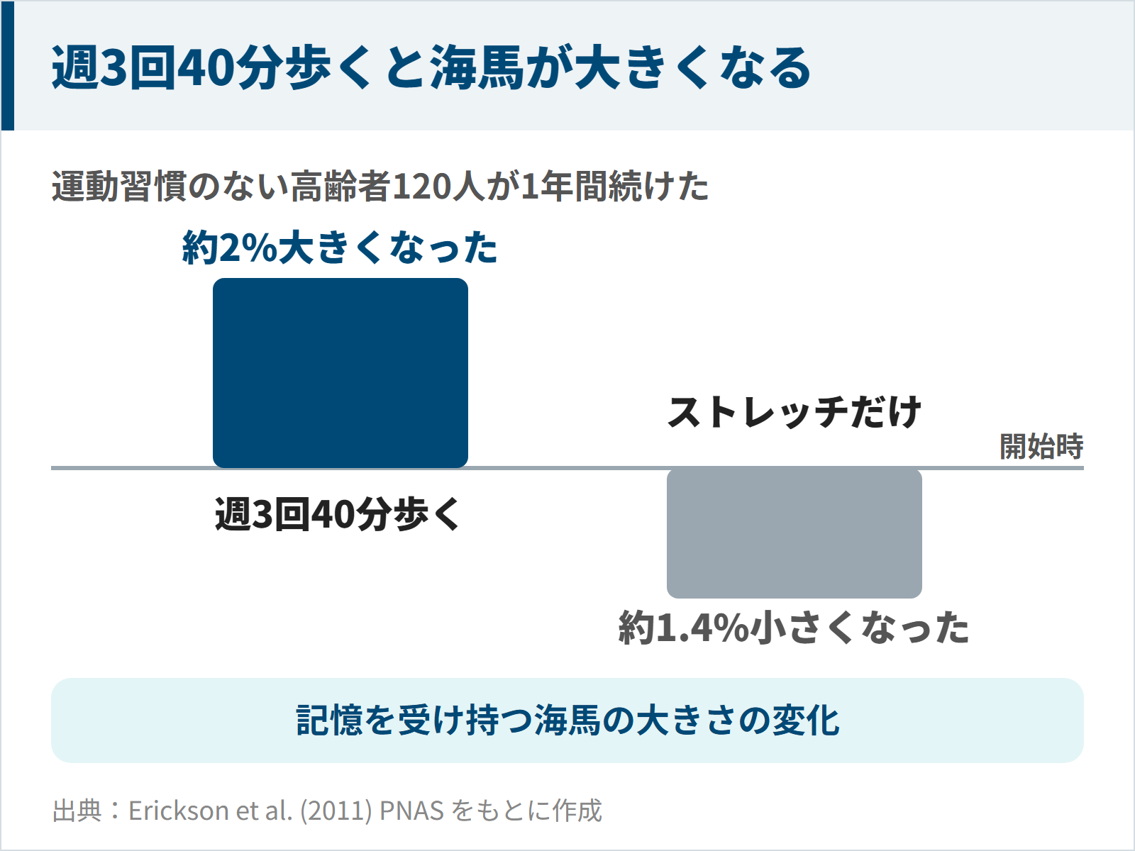 週3回40分歩いた組は海馬が約2%大きくなりストレッチの組は約1.4%小さくなった図